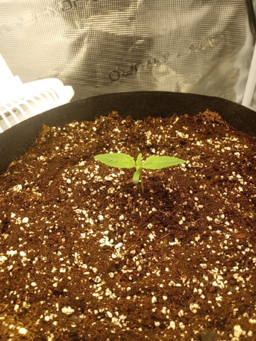 Pineapple Trainwreck  — vegetative, day 11