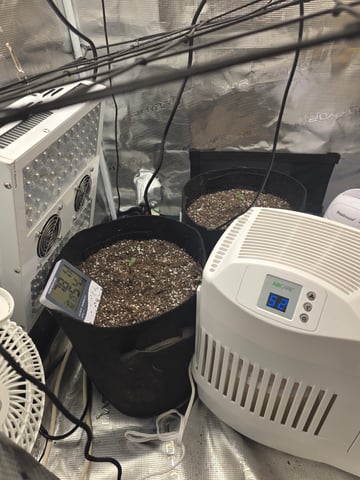 Harleys grinn — vegetative, day 15