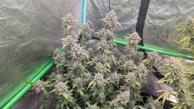 Perpetual Autoflower Mixed Grow #3 — flower, day 85