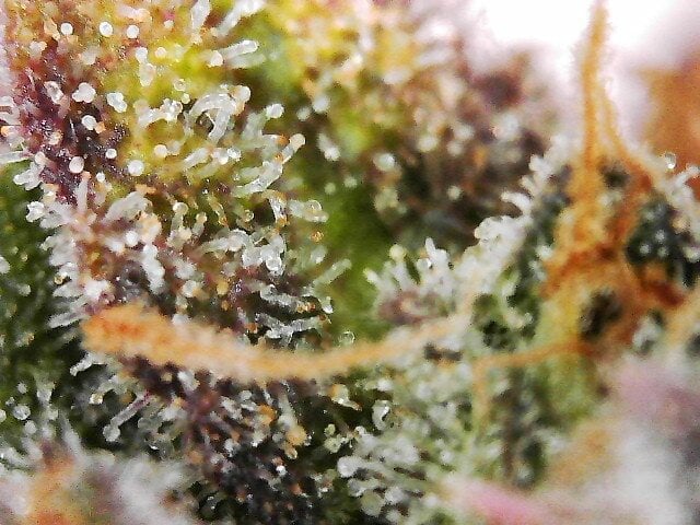 1st Auto Grow (LSD + BrB) - 1st indoor Grow