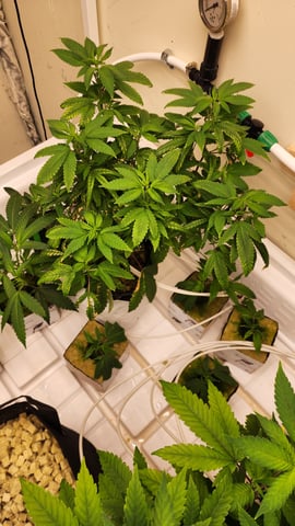 veg tent adventures! — vegetative, day 11