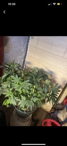 white 🕷️  — vegetative, day 75