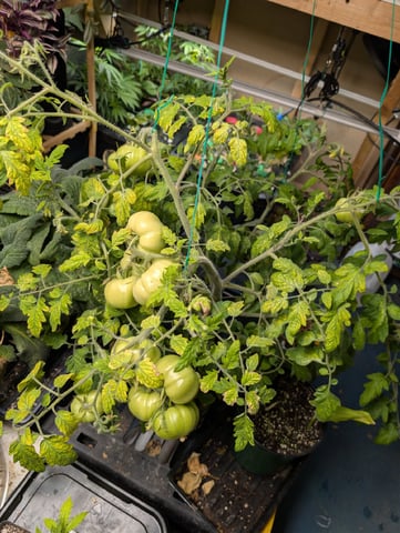 See what grows — vegetative, day 371