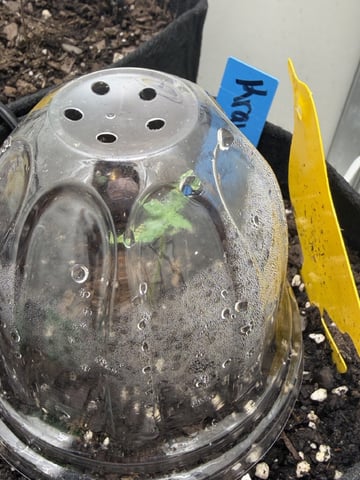 Midsummer Outdoor — vegetative, day 4
