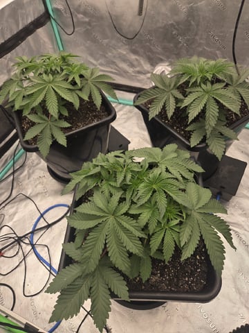 Relentless Genetics Trop Cherry S1 — vegetative, day 8