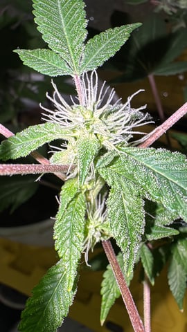 OG Kush — flower, day 88