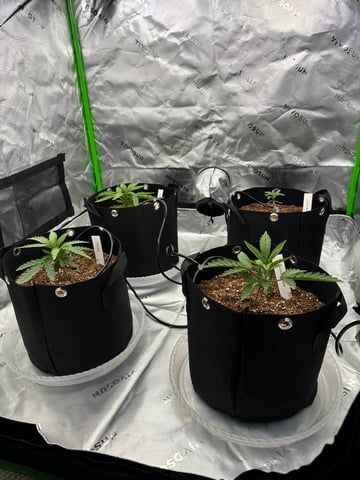 First grow — vegetative, day 22