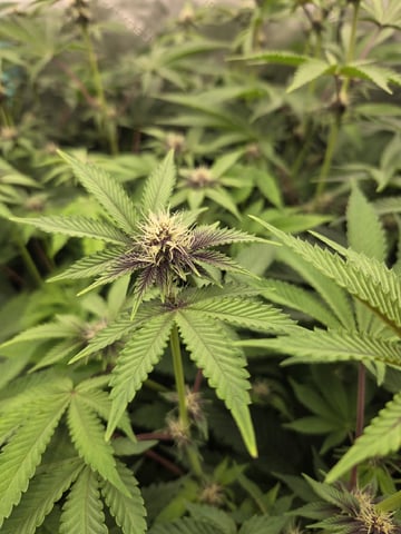 Relentless Genetics Trop Cherry S1 — flower, day 43