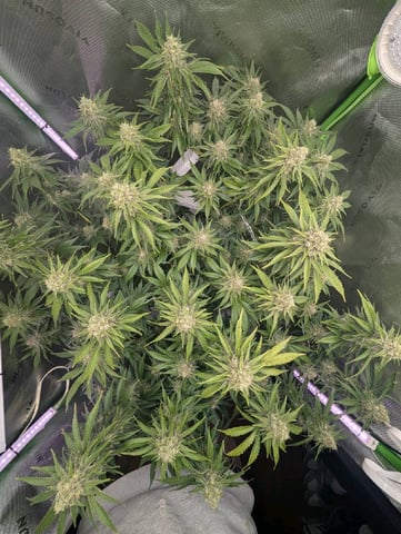 Golden Goat — flower, day 30