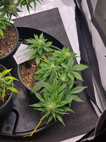 Fast Buds - Purp Lemonade — flower, day 41