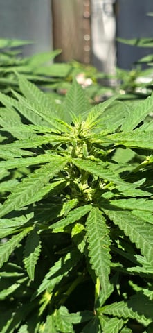 Mystery Weed Plant — flower, day 118