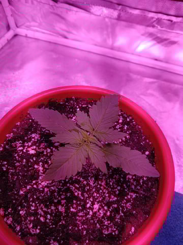 CountryG  — seedling_rooting, day 17