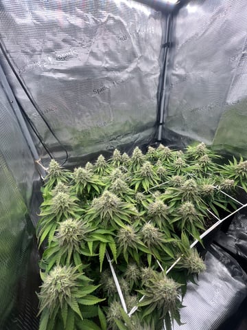 Gorilla Zkittlez & RS #11 — flower, day 89