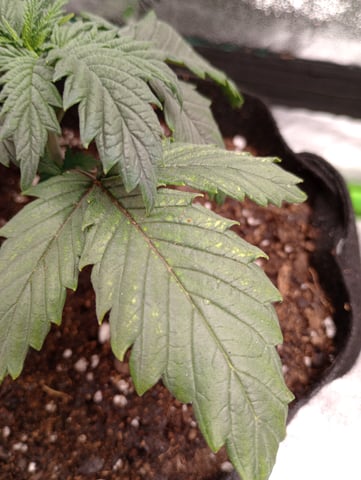 All Aboard!!! — vegetative, day 19