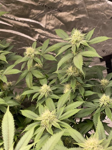 Clones GodFather OG Clones — flower, day 80