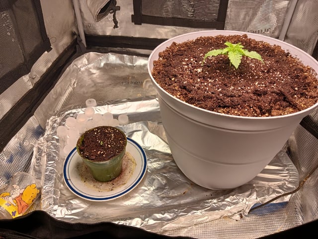 Gorilla Sherbert Feminized From Blimburn Seeds  — seedling_rooting, day 13