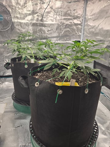 3rd Grow 3x3 tent — vegetative, day 30