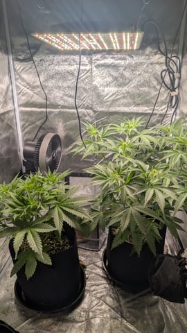 Grow 1 — vegetative, day 38