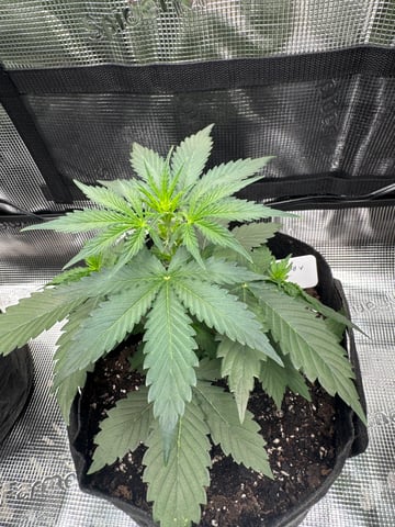 Grow Number 2 — flower, day 26