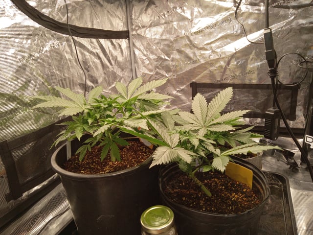 critical purple kush x peyote wifi  in the auto pot system tray 2 grow with added microhazian to the coco coir  — vegetative, day 30