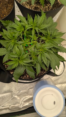 Mixed Grow — grow_setup, day 33