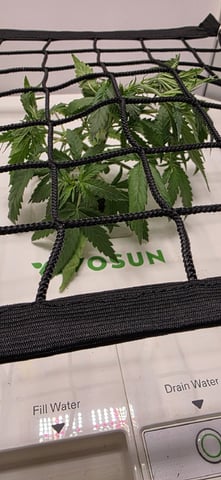 Vivosun Seed tent — vegetative, day 33