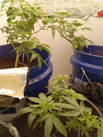 closet grow for veg with a.c infinity air intake fan .With no carbon filter just suction,and spider farmer sf 7000.Then a spider farmer sf tent 4×4×6.5with a G1500 l.e.d from spiderfarmer and spider farmer 6inch clip oscalating fan. — vegetative, day 21