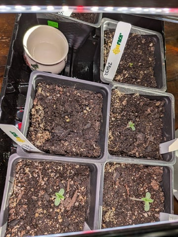 Grow Tent Starts — germination, day 10