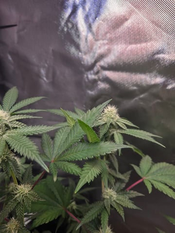 Looking for advice! — flower, day 71