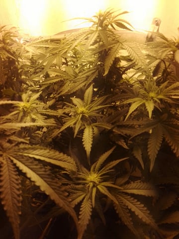 If it's Loose it's got to be a Unicorn.. — flower, day 36