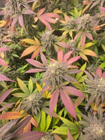 First Grow — flower, day 119