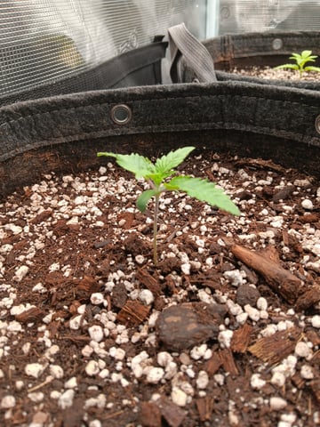 HP CC — vegetative, day 17