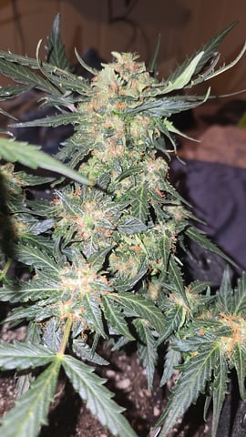 strawberry cheesecake auto — harvest, day 1