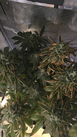 Purple Nasty By Ethos Seeds — flower, day 107