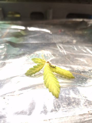 1st Grow - ROYAL MOBY (indoor)(photop.) — vegetative, day 52