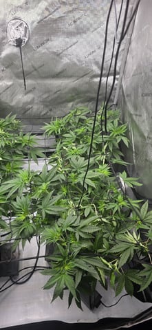 Lime Rian. — vegetative, day 44