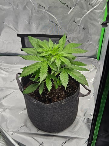 Gorilla Z auto — vegetative, day 44