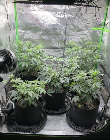 SGC And GWS Clones — flower, day 7