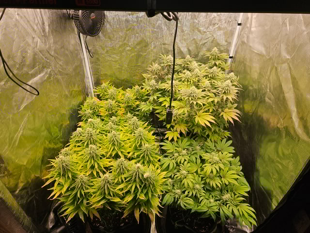 Double Trouble  — flower, day 80