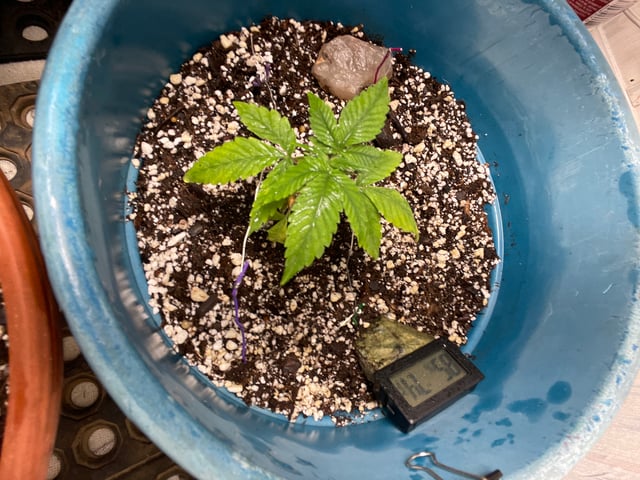 kush — vegetative, day 9