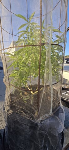 CzechsMex 2.0 — vegetative, day 125