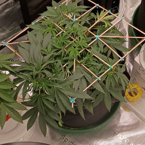 TentPlantLightFan — vegetative, day 48