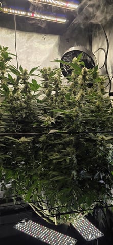 Ace Killer OG — flower, day 77