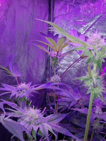 II — flower, day 84