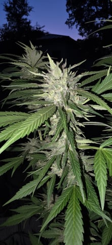 first grow — flower, day 16