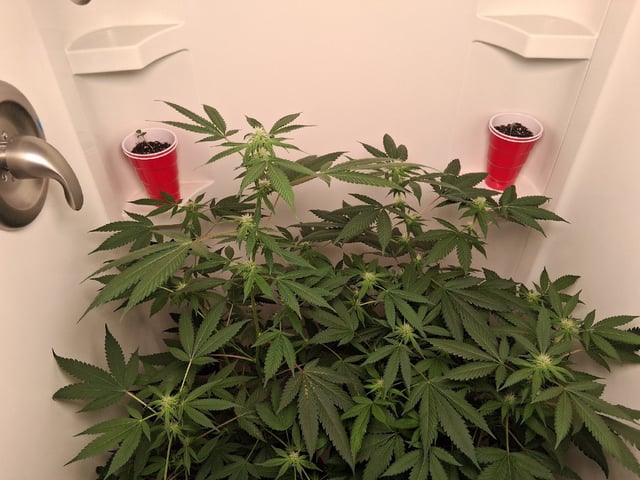S&D  First Grow — flower, day 59