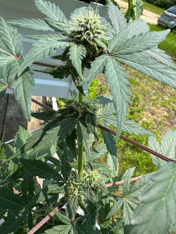 Quick One — flower, day 12