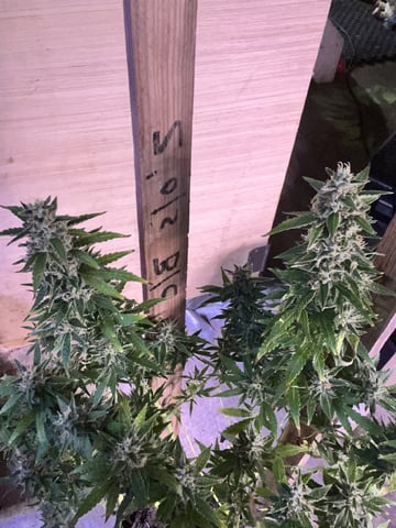 Mike Tyson Colab — harvest, day 112