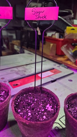 3 Strains — grow_setup, day 1