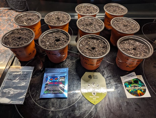 Grow #1 2025 — germination, day 1